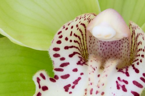 macro cymbidium orchid