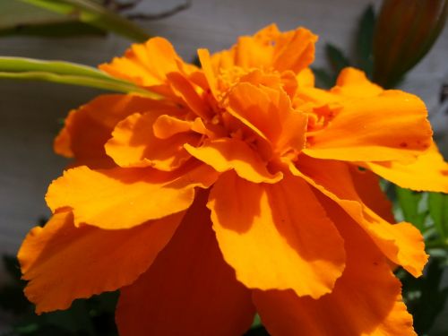 macro flowers orange