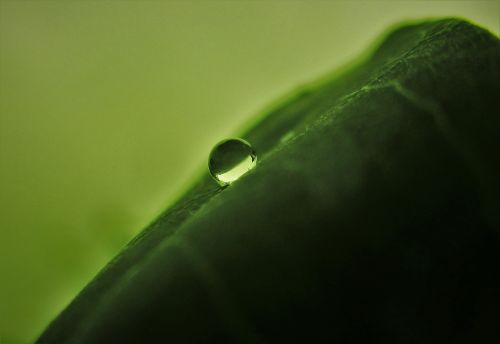 macro macro water drop water on leaf
