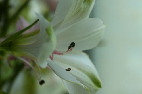 macro flower bouquet