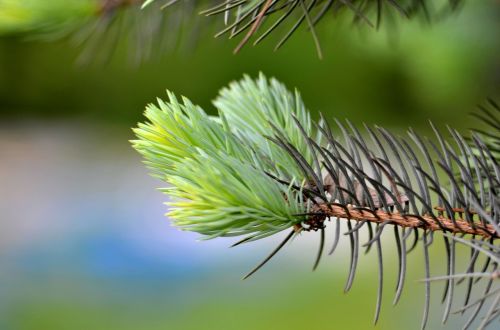 macro christmas tree needles