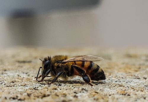 macro bee profile