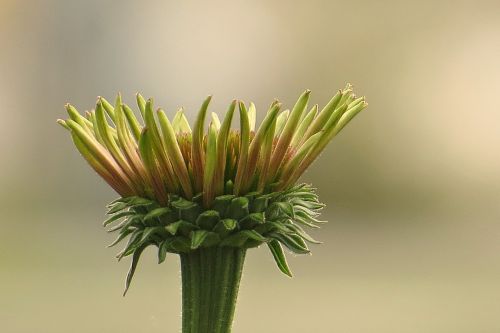 macro flower bloom