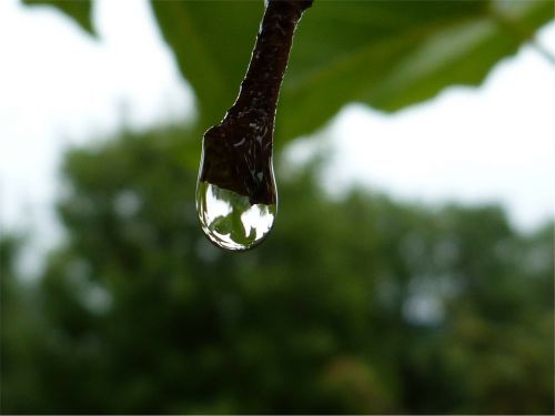 macro drops dew