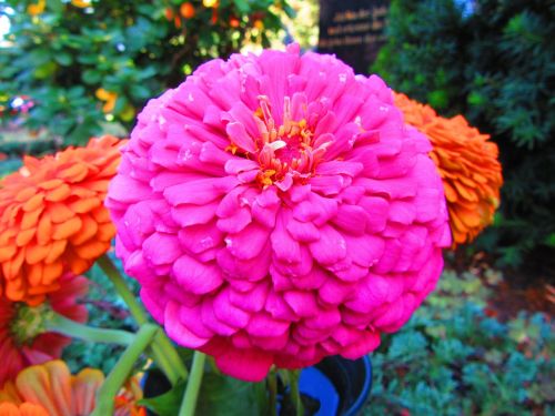 macro flower zinnia