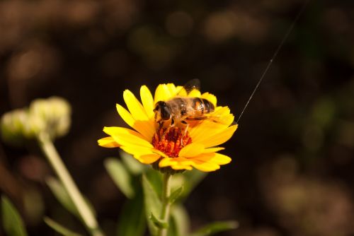 macro flower bee
