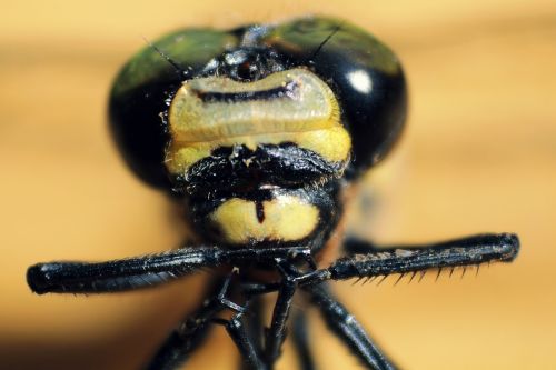 macro dragonfly nature