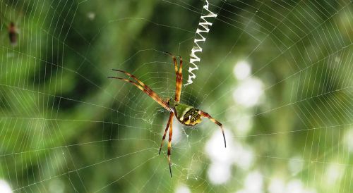 macro insect arachnid