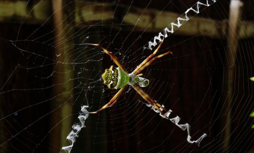 macro insect web