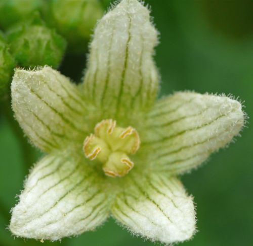 macro flower close