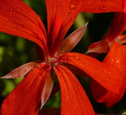 macro flower close