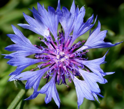 macro flower close