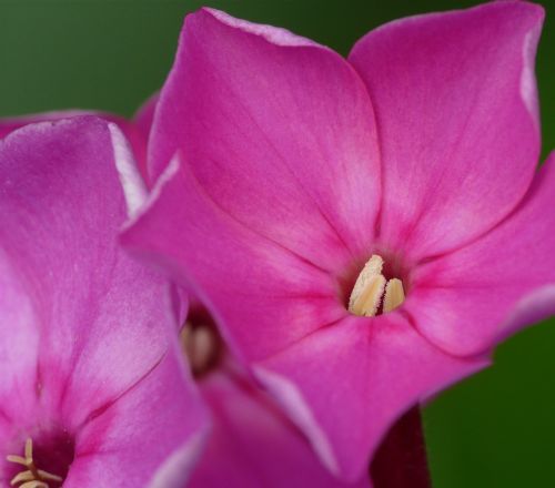 macro flower close