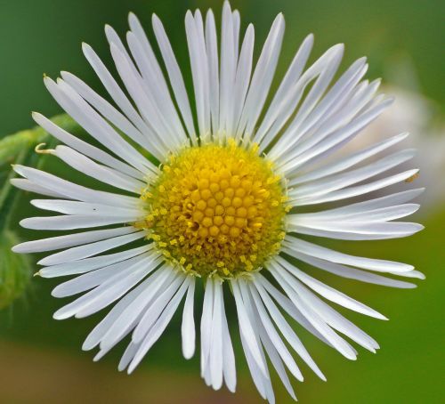 macro flower close