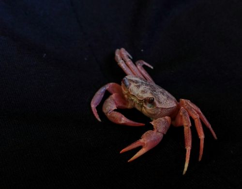macro detail crab