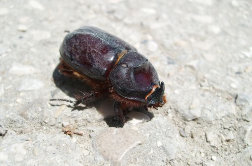 macro nature beetle