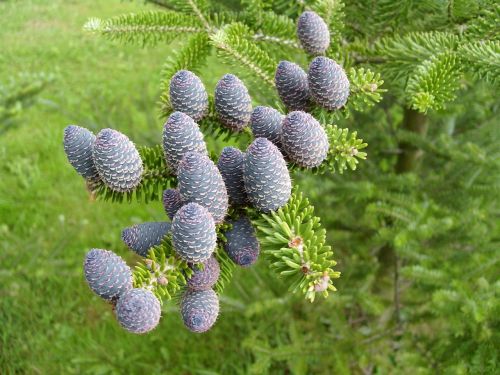 macro cones pine