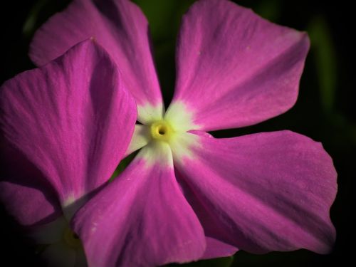 macro flower purple