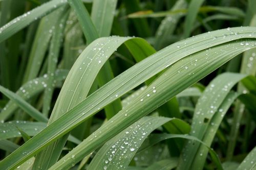 macro dew water drops