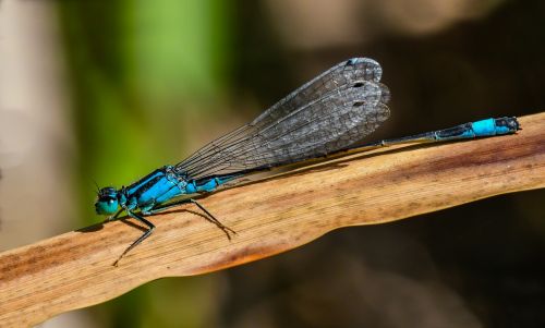 macro dragonfly azure bridesmaid