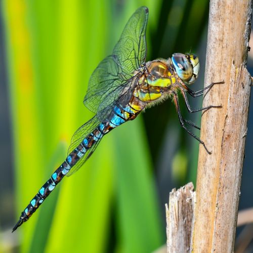 macro dragonfly insect