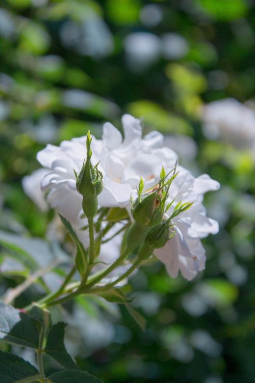 macro flower white