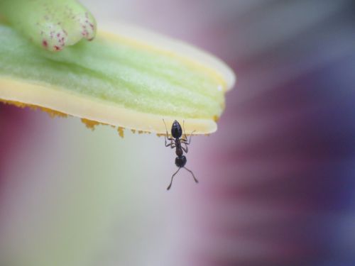 macro tiny ant