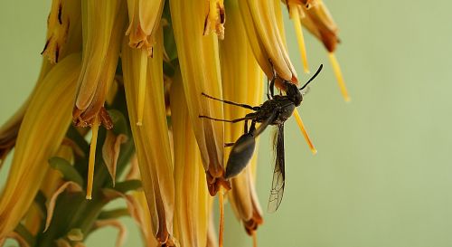 macro insect wasp