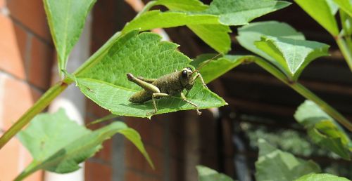 macro cricket grasshopper
