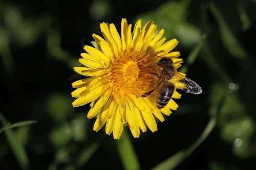 macro honey bee flower