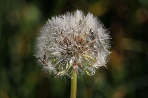 macro dandelion meadow