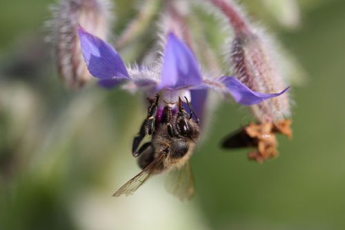 macro honey bee blossom