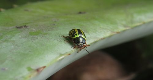 macro ladybug beetle