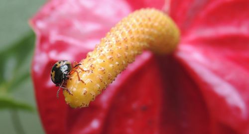 macro ladybug beetle