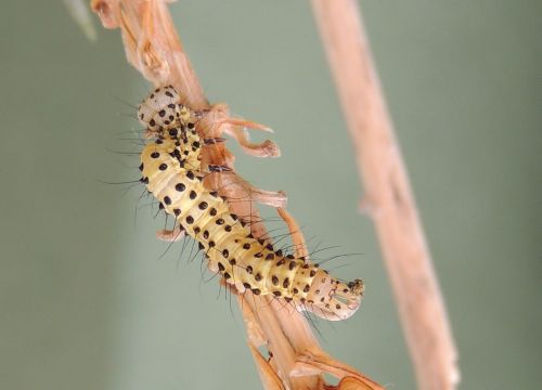 macro insect worm