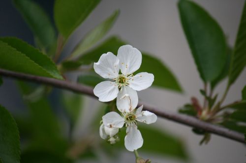 macro flower spring flower