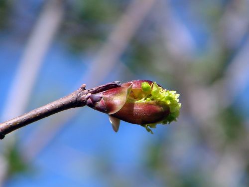 macro plant bud