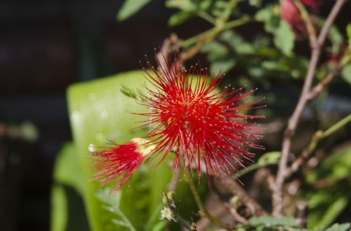 macro affix flower