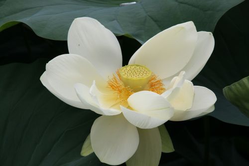 macro lotus blossom close