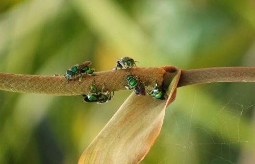 macro insects bee