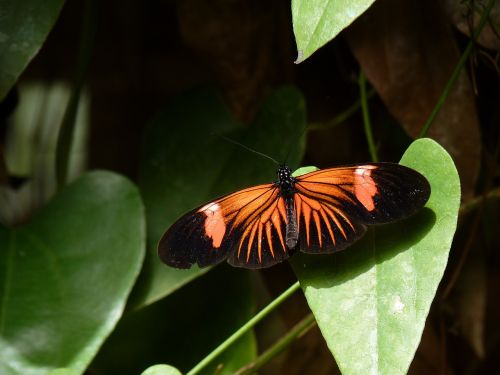 macro leaf butterfly
