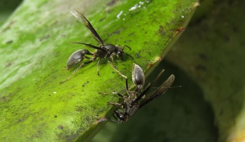 macro insect wasp