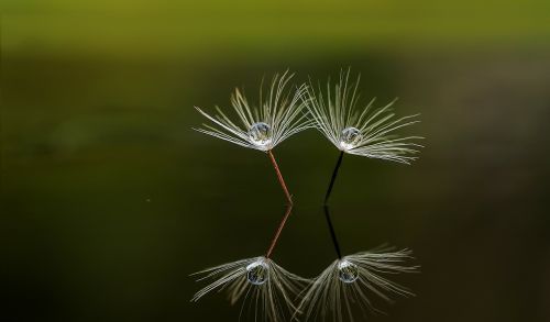 macro nature reflection