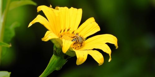 macro nature flower