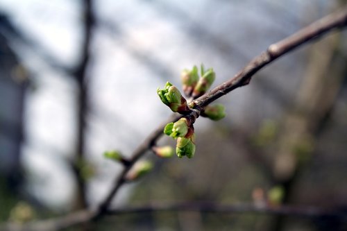 macro  spring  outdoors