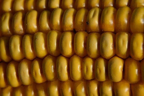 macro  corn on the cob  corn