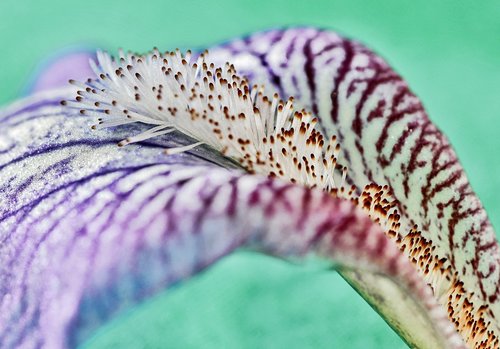macro  iris  lily
