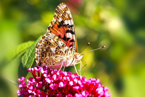 macro  butterfly  flowers