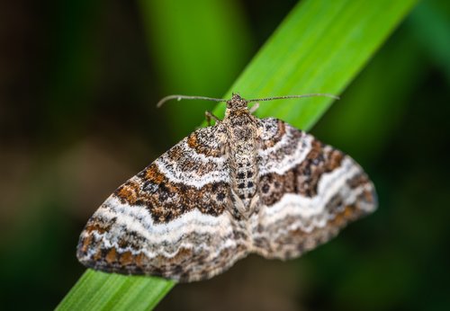 macro  butterfly  blade of grass