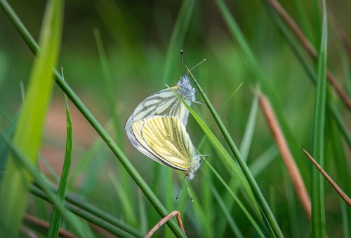 macro  butterfly  belyanka